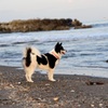 海を見る犬