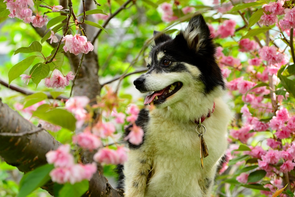 桜の木に登る犬