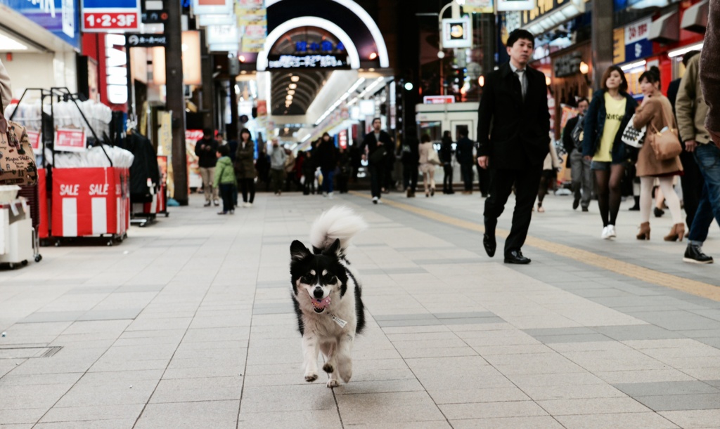 アーケードを駆け抜ける犬