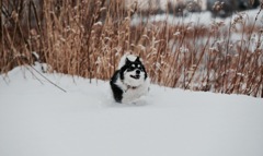 犬は冬が好き