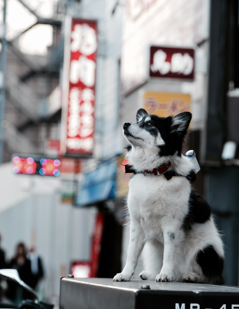 空を見上げる犬