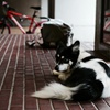 雨宿りをする犬