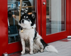 待つ犬