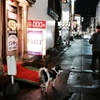 彷徨う犬