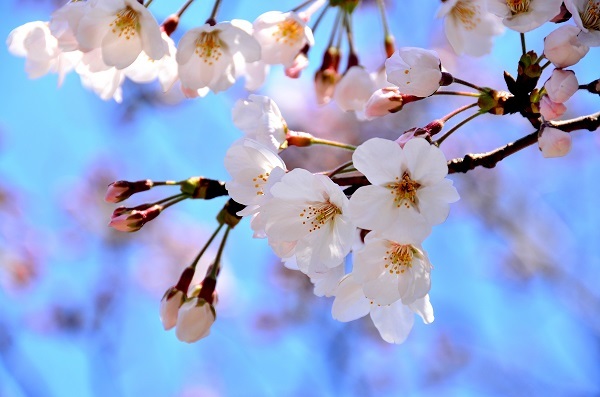 cherry blossoms