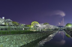 夜桜