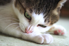 鼻のシワ、ヤバい！