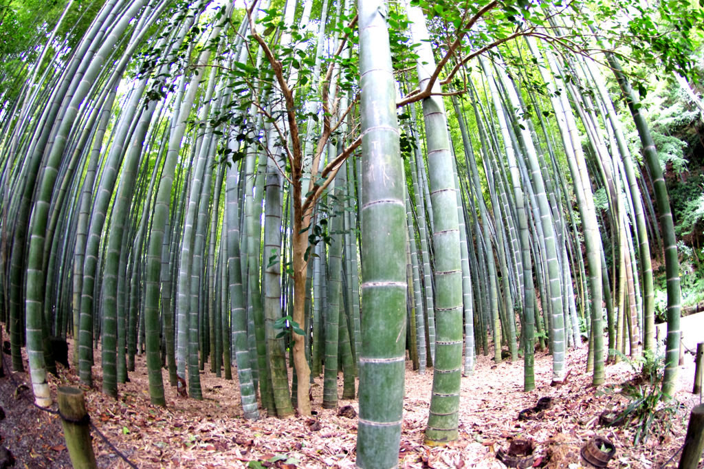 鎌倉　報国寺