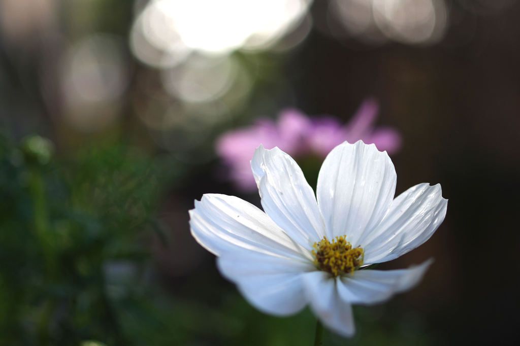 秋桜