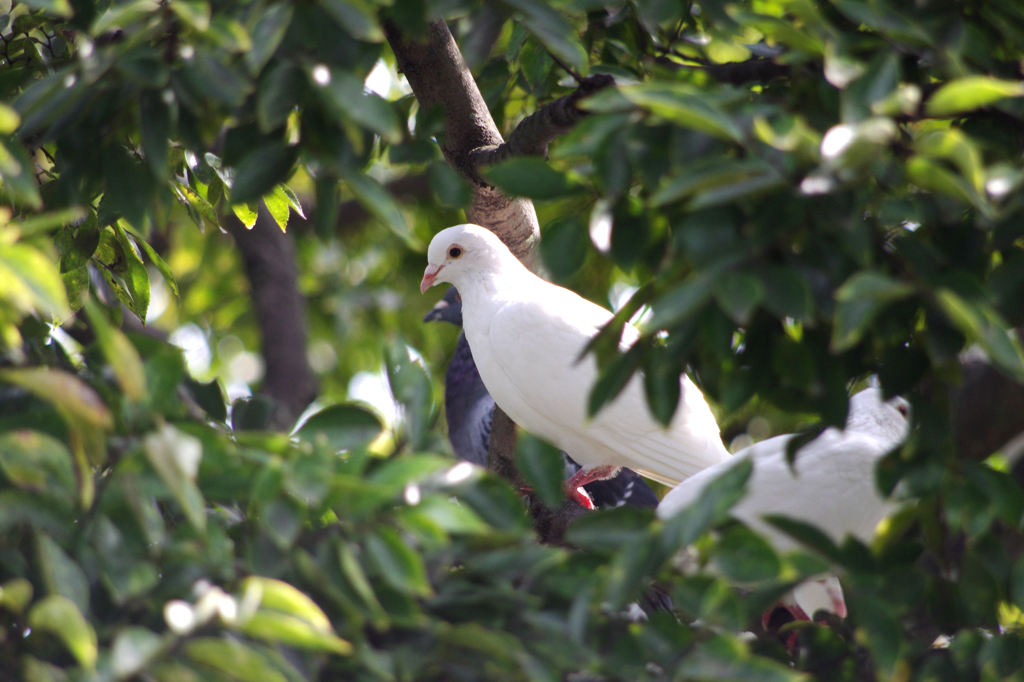 幸せの白鳩