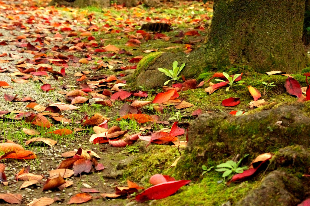 紅葉は足元で