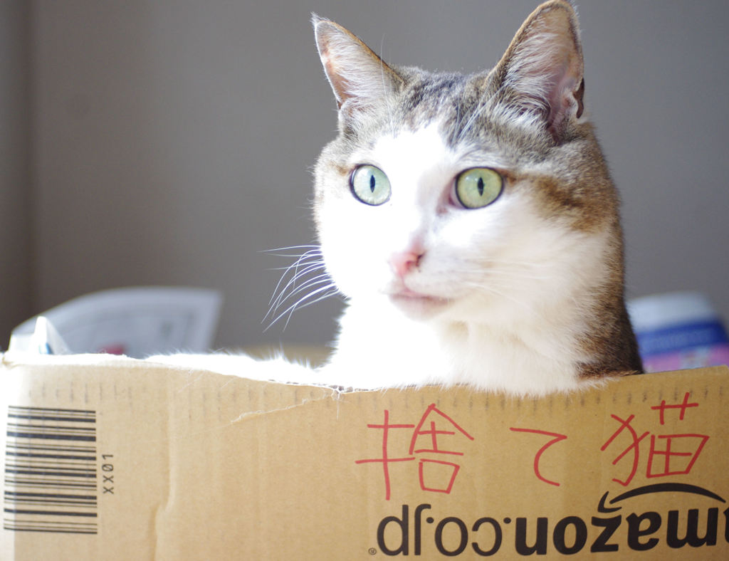 違うから！