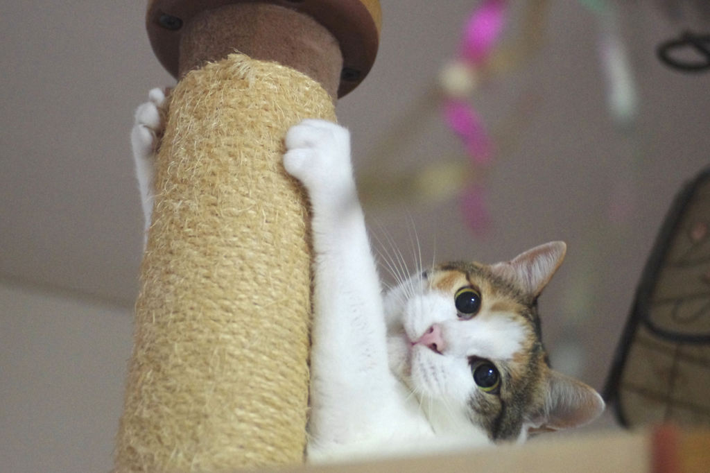 つ、つめが・・・