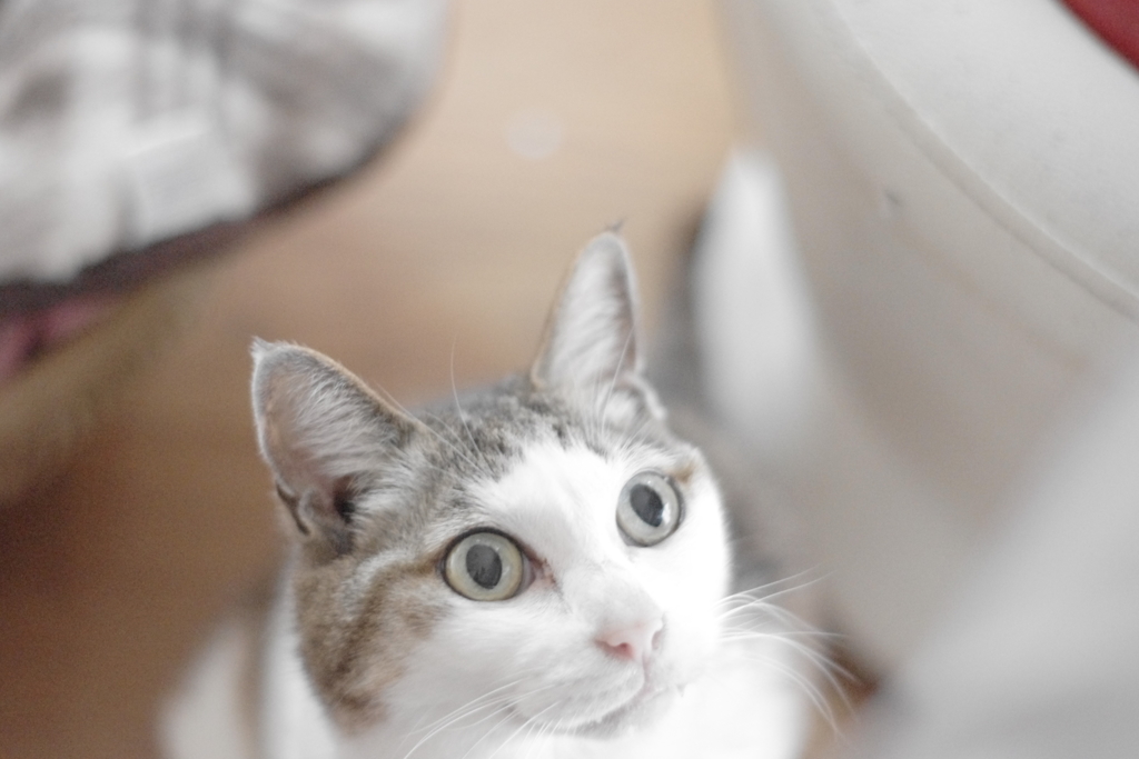 忖度の目って、こんな？