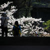 人気の桜木♪