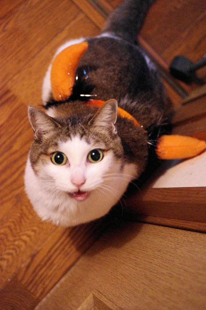 早く取って！！