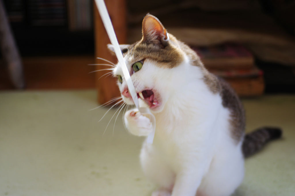 ゴムパッチン