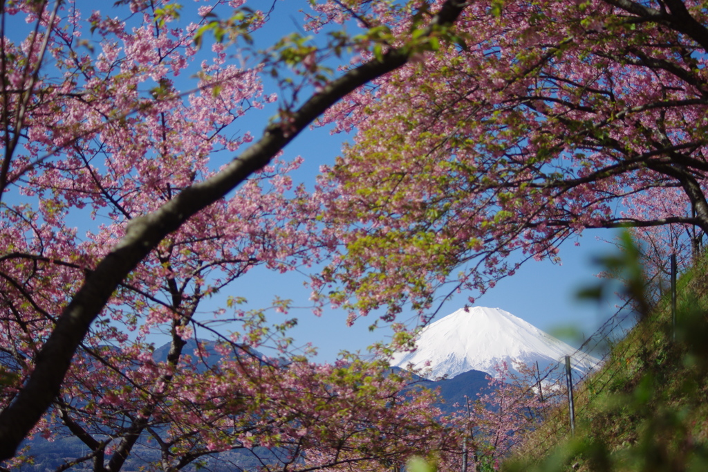 遠望