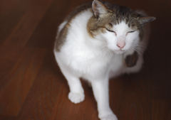むふふ