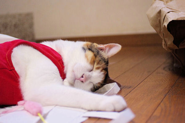 今日もいちにちご苦労さん！