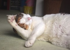 シェ～