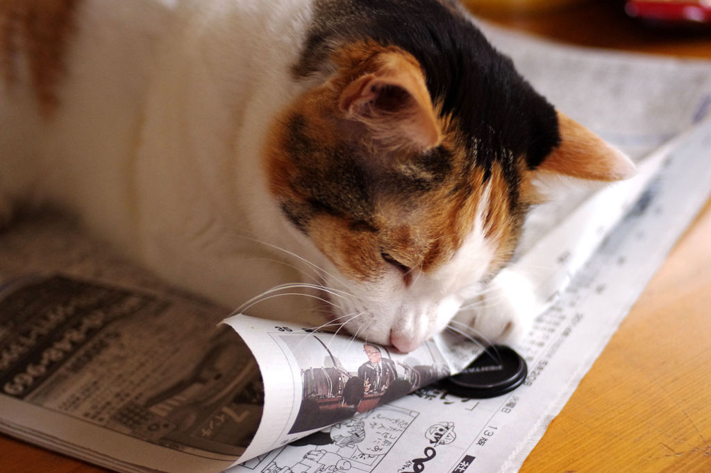 新聞は食べるもの