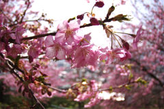 河津桜は