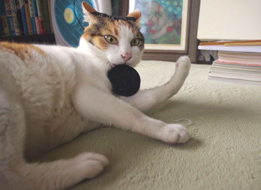 猫だってフリスビー