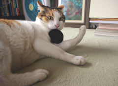猫だってフリスビー