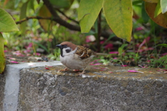 すずちゃん