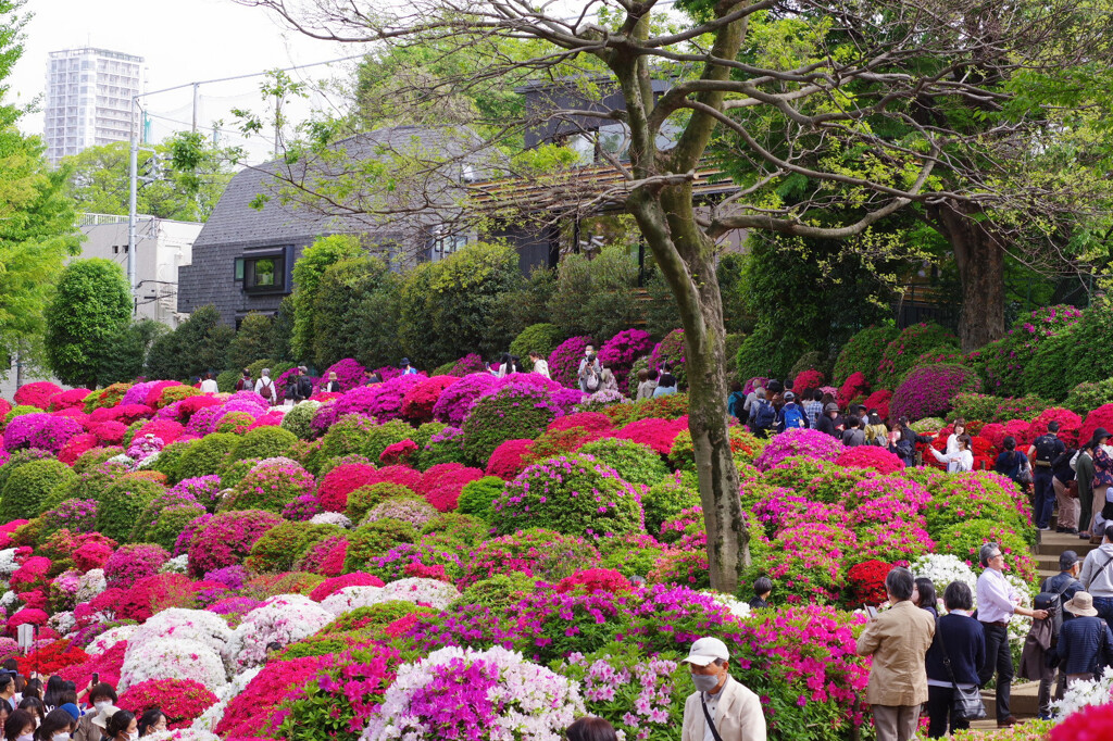 つつじ祭り
