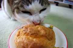 飼い主に似たアタシ