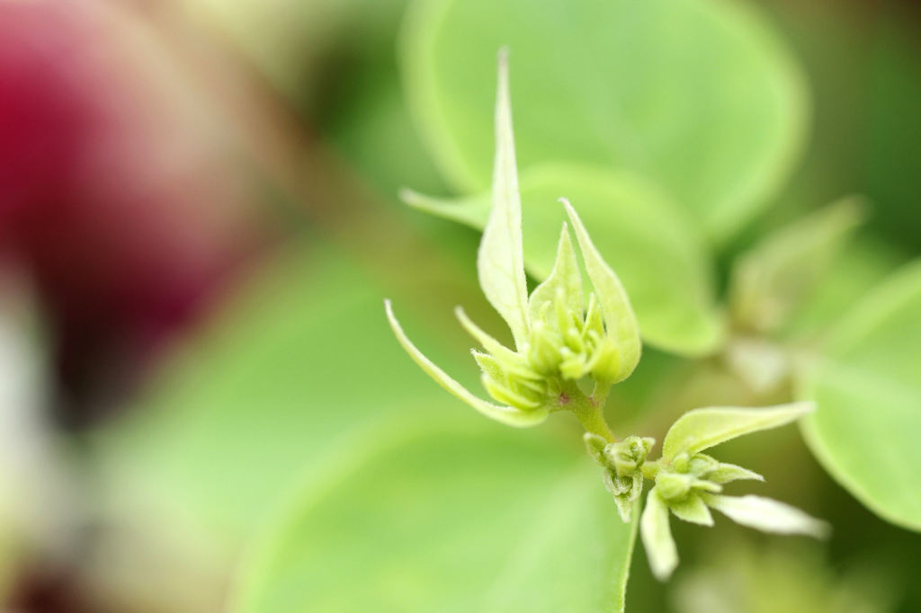 葉か花か？
