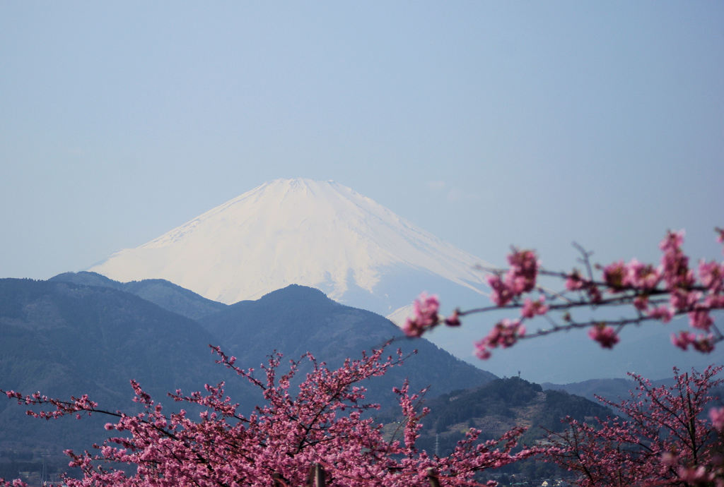 富士には桜が良く似合う