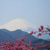 富士には桜が良く似合う