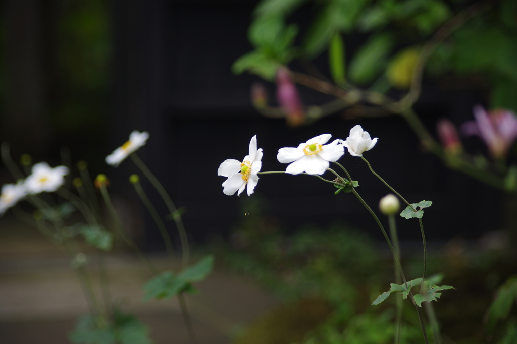 シュウメイギク・白