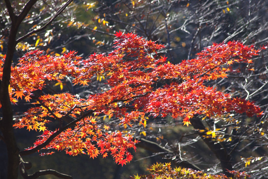 さらば、紅葉！