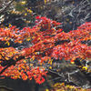 さらば、紅葉！
