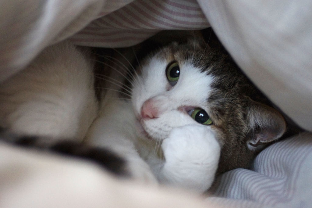 モシモシ、あっ、今日休みますから。。。