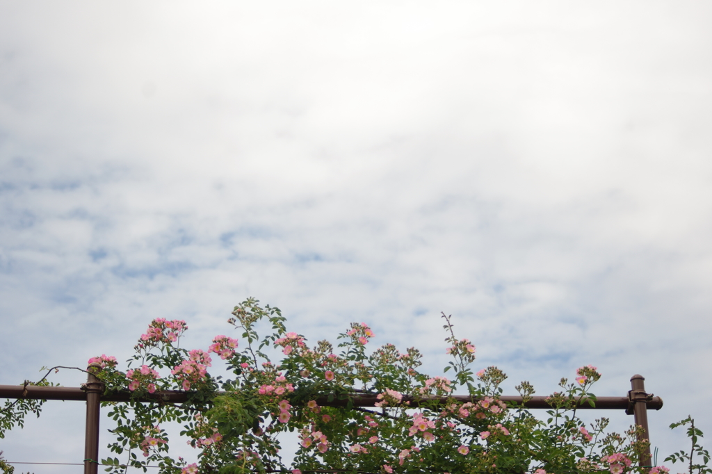 チラリ、青空。