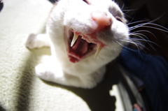 歯ぁ、磨いたーーっ？