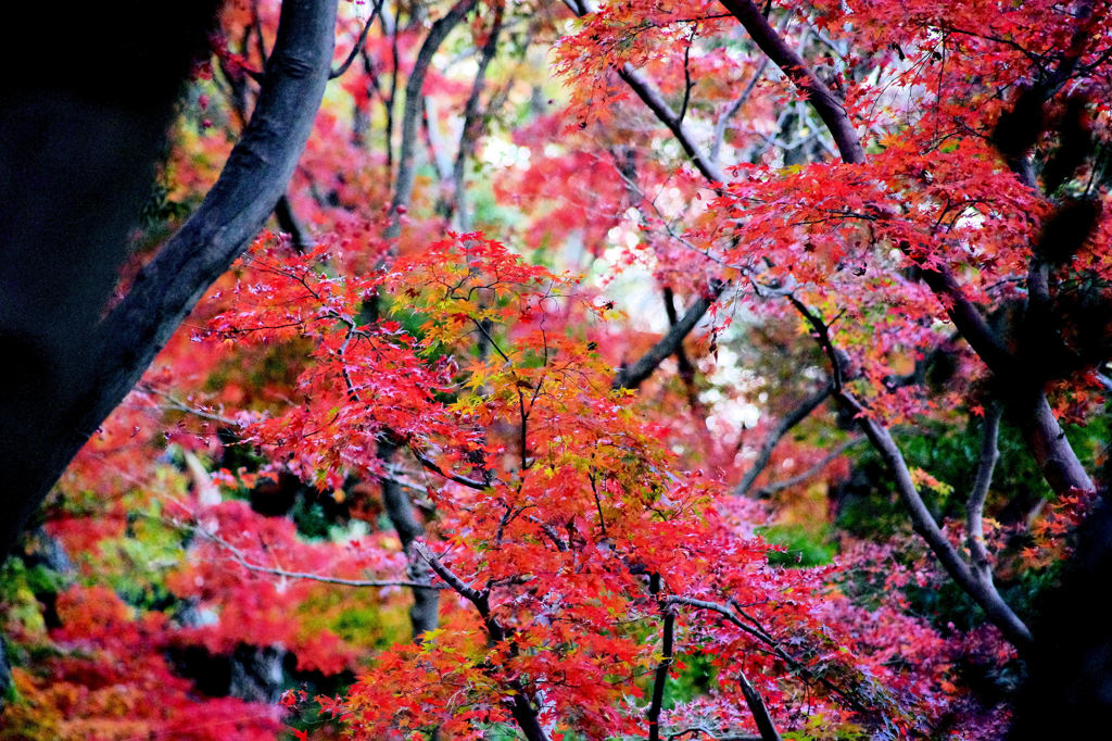 ようこそ、紅葉！！