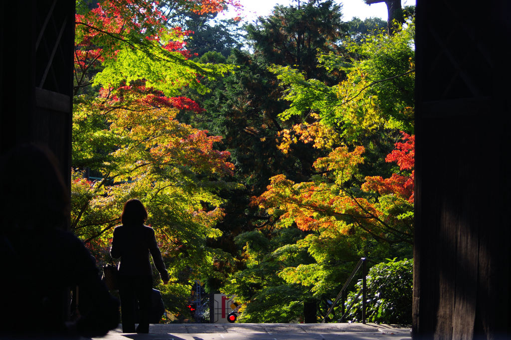 鎌倉　紅葉情報