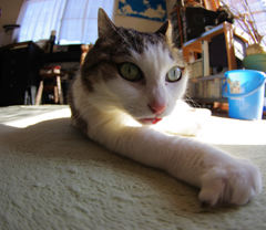 神秘のキャッツアイ