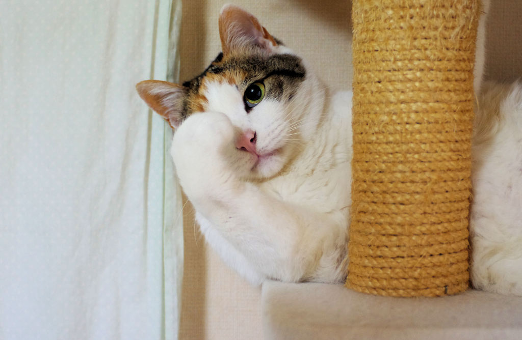 ちょっとこっち来ぉい！