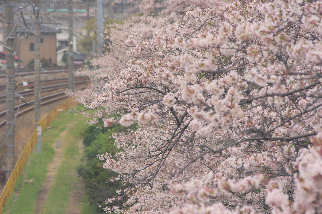 煙る桜花
