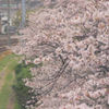 煙る桜花