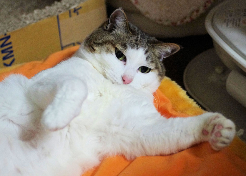 これくらいの、