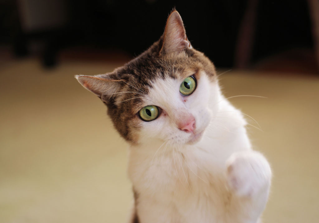 仕事、行きたくないの？