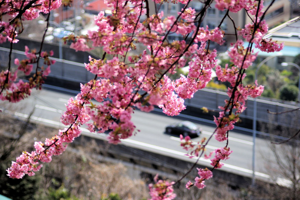 河津桜